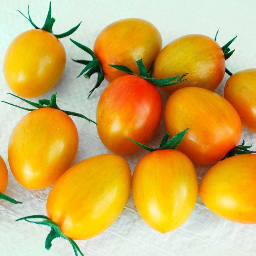 Sunset Torch Tomato Seeds