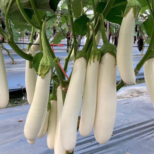 Icicle F1 Eggplant Seeds