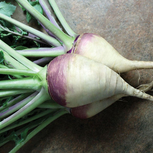 Laurentian Rutabaga Seeds