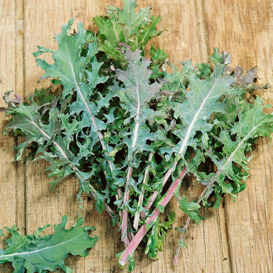 Red Russian Heirloom Kale Seeds