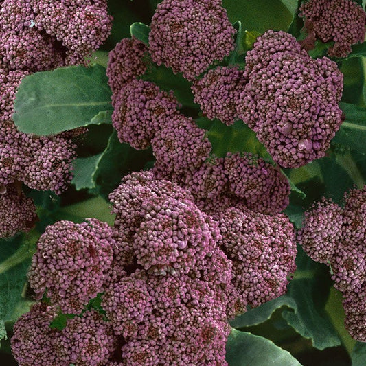 Purple Sprouting Broccoli Seeds