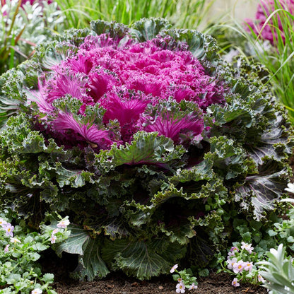 Rainbow Candy Crush Hybrid Ornamental Kale Seeds