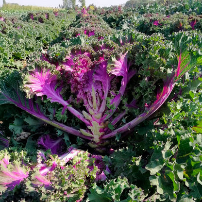 Rainbow Candy Crush Hybrid Ornamental Kale Seeds