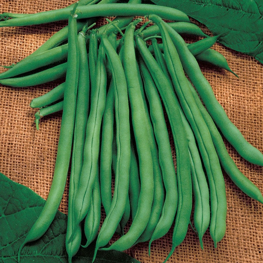 Blue Lake Superior Garden Bean Seed