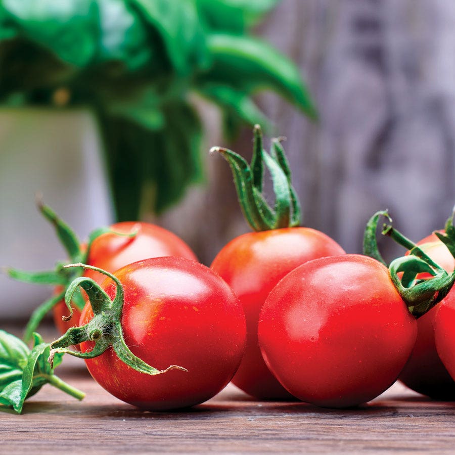 Park's Junior Whopper Red Hybrid Tomato Seeds
