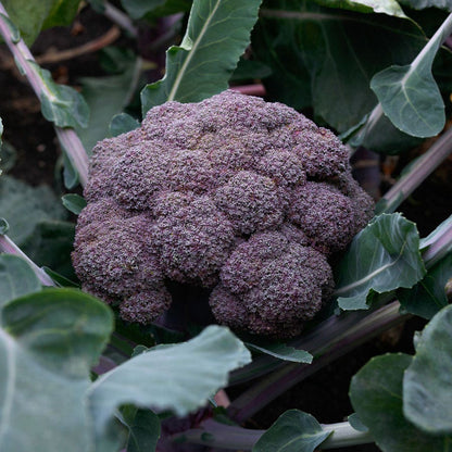 Purple Magic Hybrid Broccoli Seeds