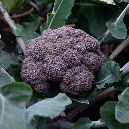 Purple Magic Hybrid Broccoli Seeds