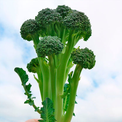 Skytree Hybrid Broccoli Seeds