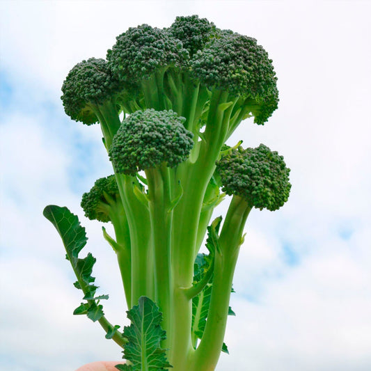 Skytree Hybrid Broccoli Seeds