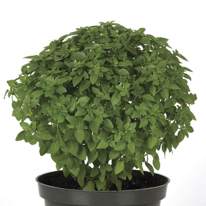 Bonsai Basil Seeds The Kitchen Minis™ Collection