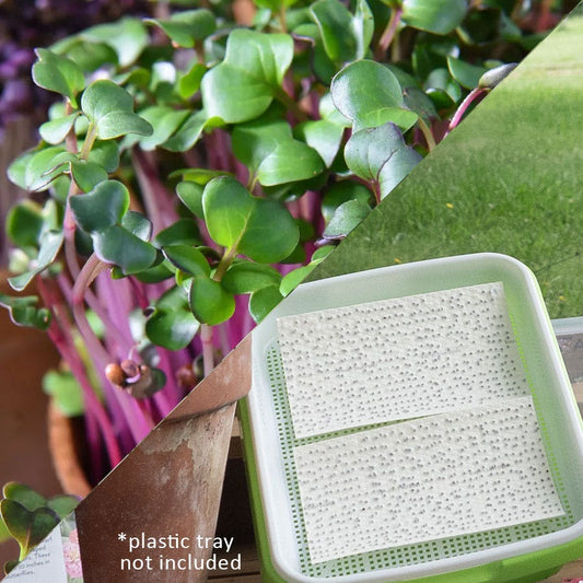 Sow Effortless Collection™ Organic Radish Sangria Microgreen Seed Mat Set of 2