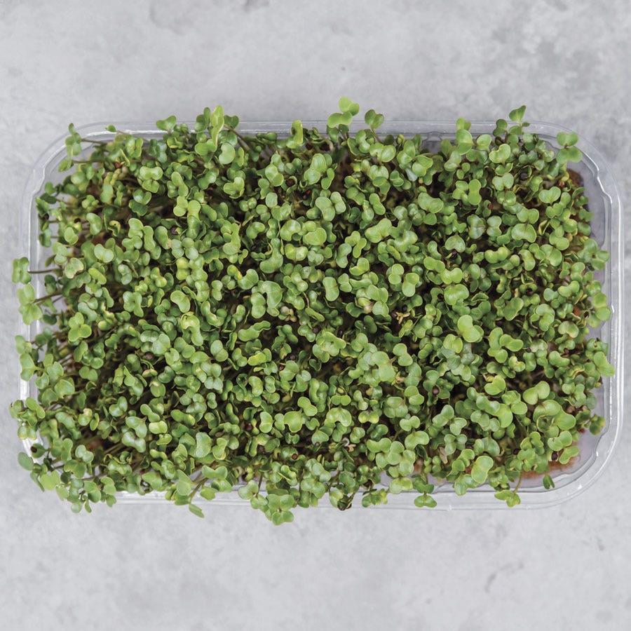 Sow Effortless Collection™ Organic Kale Tuscany Black Microgreen Seed Mats Set of 2