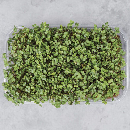 Sow Effortless Collection™ Organic Kale Tuscany Black Microgreen Seed Mats Set of 2