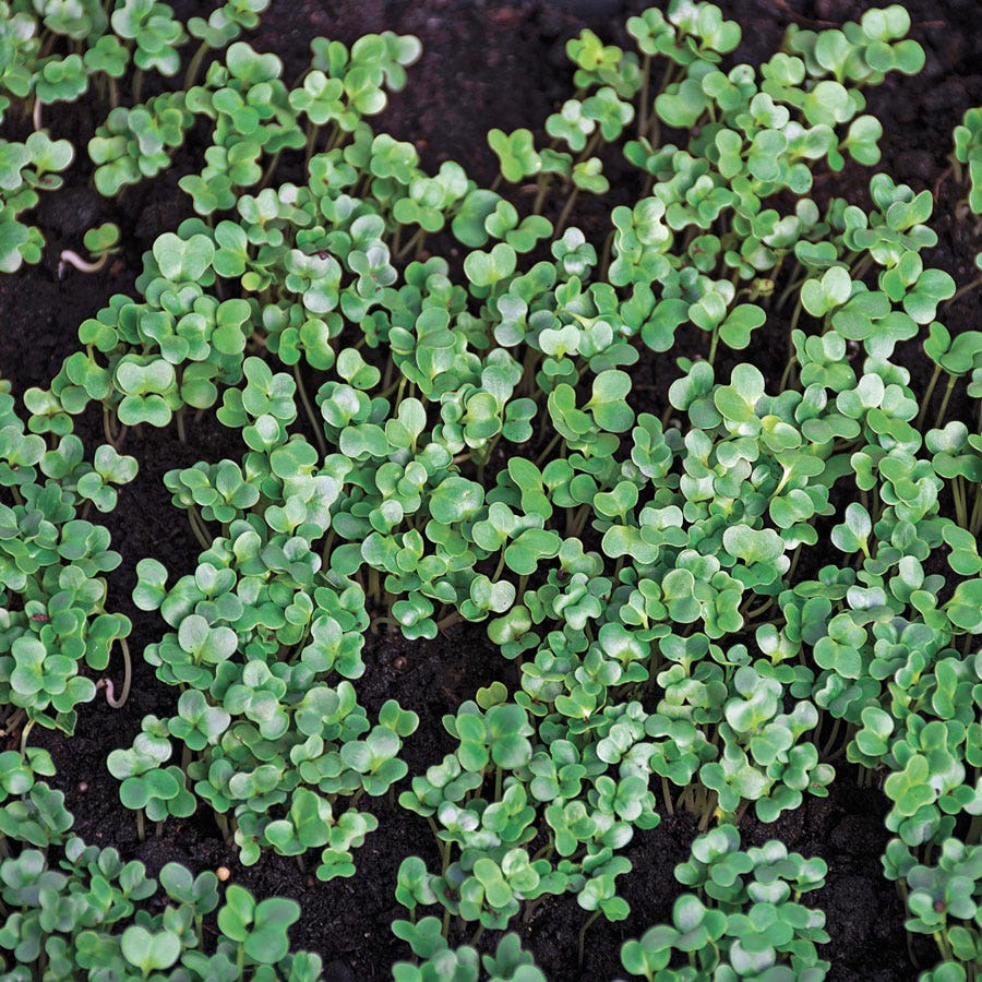 Sow Effortless Collection™ Organic Kale Tuscany Black Microgreen Seed Mats Set of 2