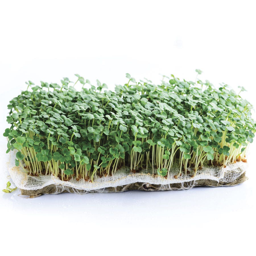Sow Effortless Collection™ Organic Arugula Microgreen Seed Mats Set of 2