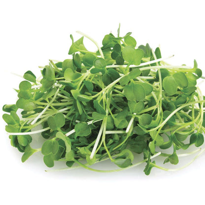 Sow Effortless Collection™ Organic Arugula Microgreen Seed Mats Set of 2