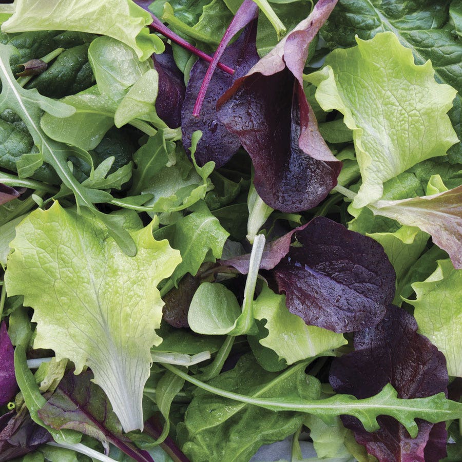 Sow Effortless Collection™ Organic Mesclun Mix Seed Discs Set of 2