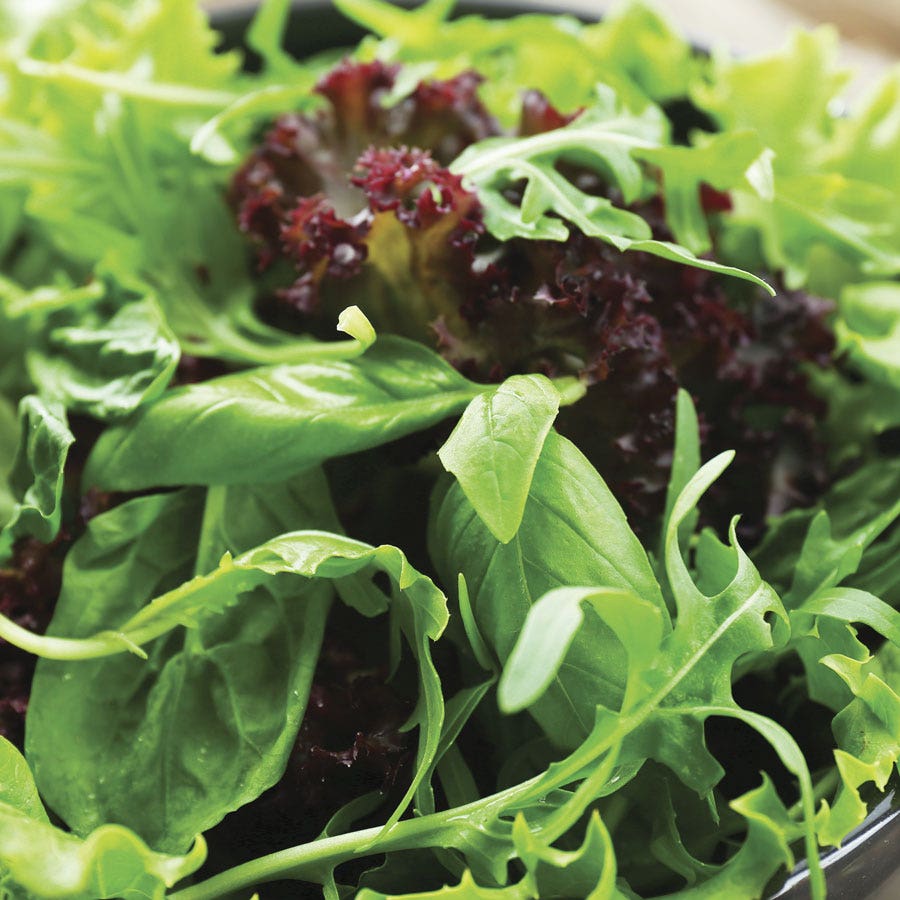 Sow Effortless Collection™ Organic Mesclun Mix Seed Discs Set of 2