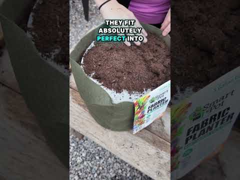 Sow Effortless Collection™ Organic Mesclun Mix Seed Discs Set of 2