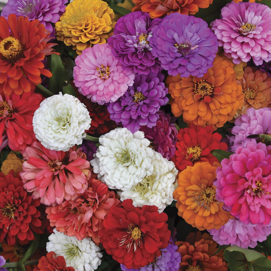 Sow Effortless Collection™ Zinnia Thumbelina Mix Seed Discs Set of 2