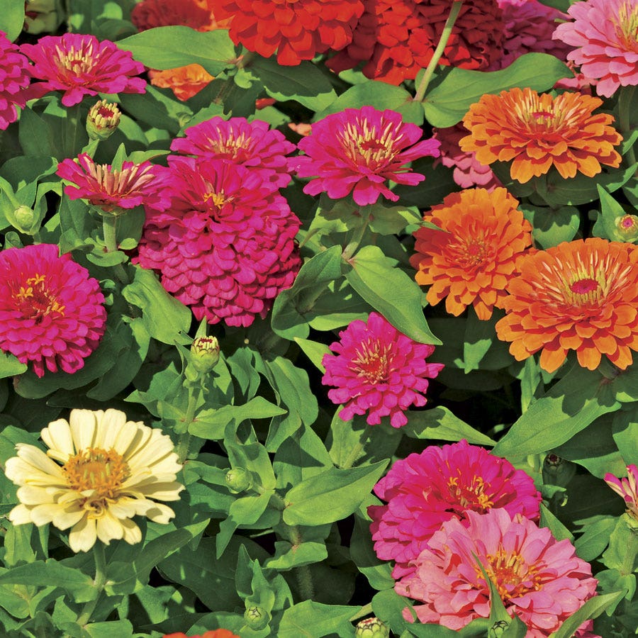 Sow Effortless Collection™ Zinnia Thumbelina Mix Seed Discs Set of 2
