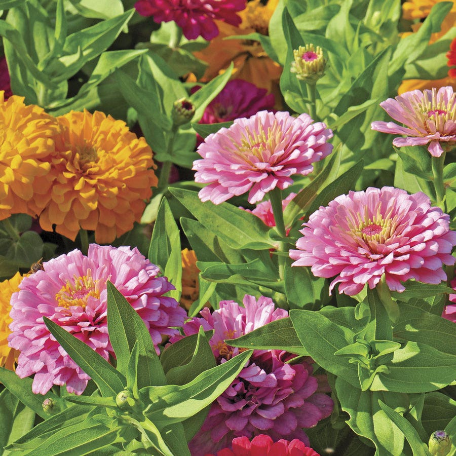 Sow Effortless Collection™ Zinnia Thumbelina Mix Seed Discs Set of 2
