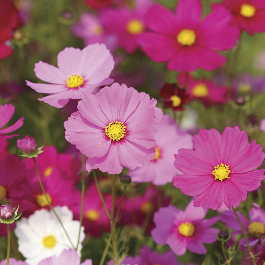 Sow Effortless Collection™ Cosmos Sensation Mix Seed Discs Set of 2
