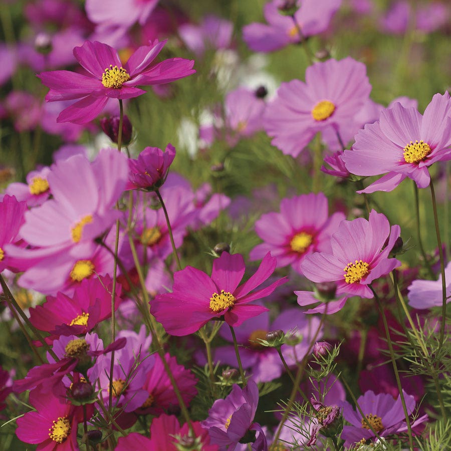 Sow Effortless Collection™ Cosmos Sensation Mix Seed Discs Set of 2