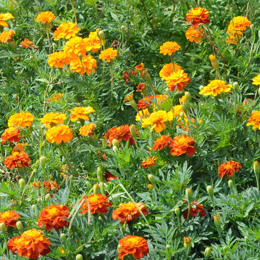 Sow Effortless Collection™ Marigold Sparky Mix Seed Mat