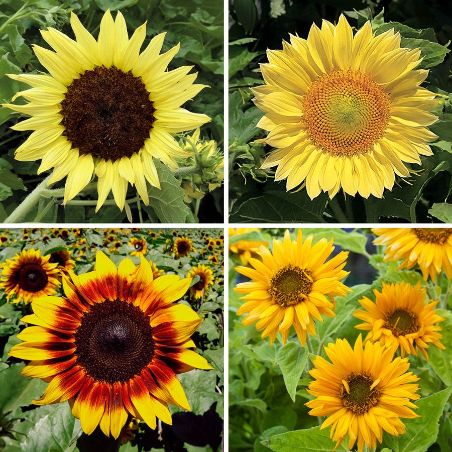 Sow Effortless Collection™ Sunflower Fantasy Mix Seed Mat