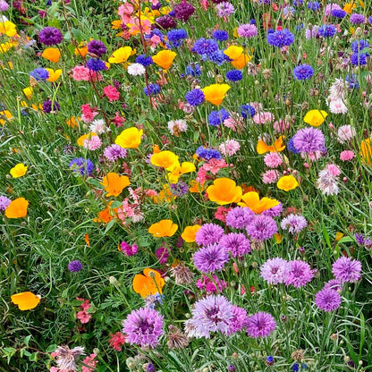 wildflower seed mats uk Sow Effortless Collection™ Wildflower Mix Seed Mat