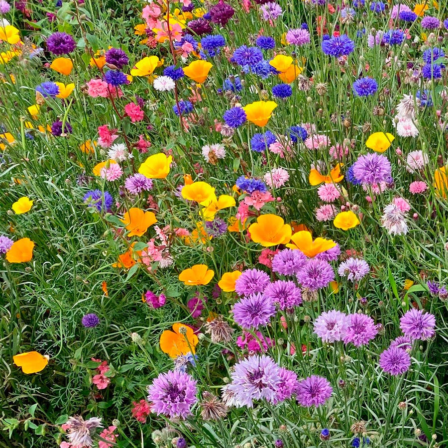 Sow Effortless Collection™ Wildflower Mix Seed Mat