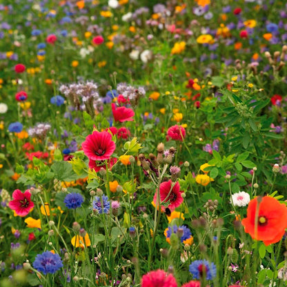 seeded flower mat Sow Effortless Collection™ Pollinator Mix Seed Mat – Park Seed
