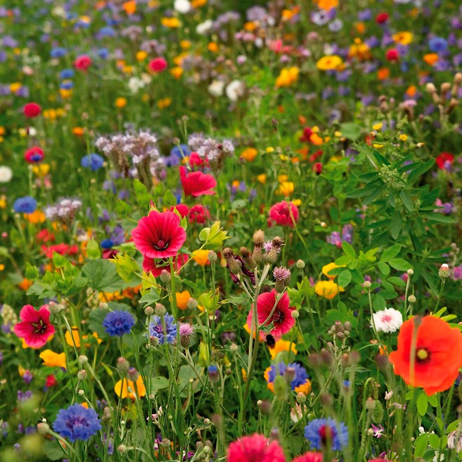 Sow Effortless Collection™ Pollinator Mix Seed Mat