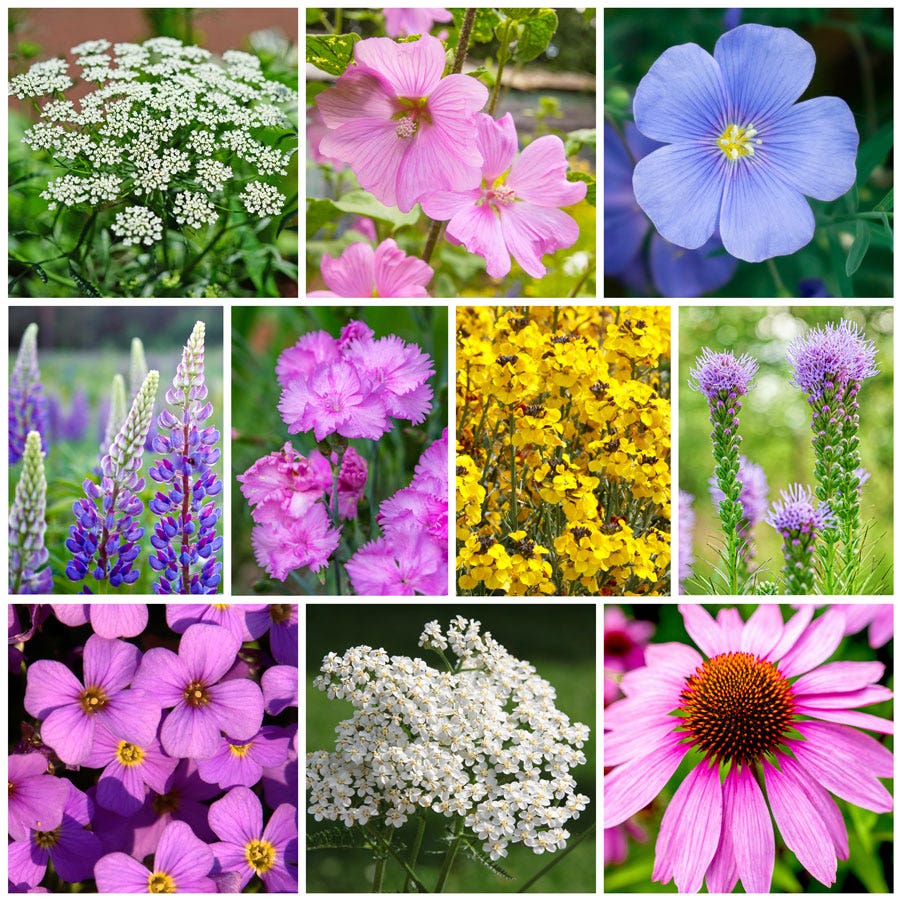 Sow Effortless Collection™ Perennial Mix Seed Mat