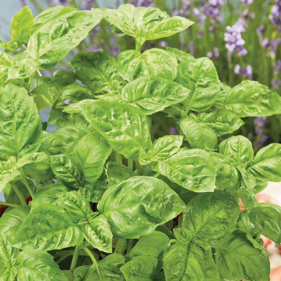 Sow Effortless Collection™ Organic Sweet Basil Seed Discs Set of 3