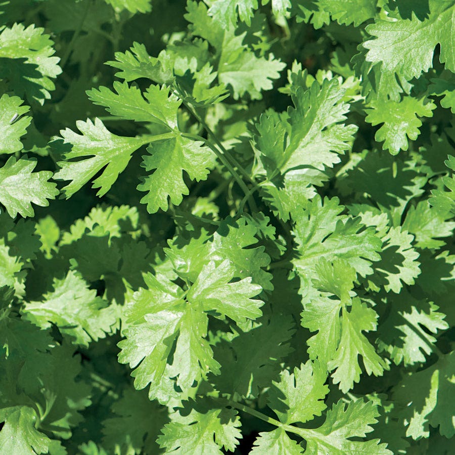 Sow Effortless Collection™ Organic Cilantro Seed Discs Set of 3
