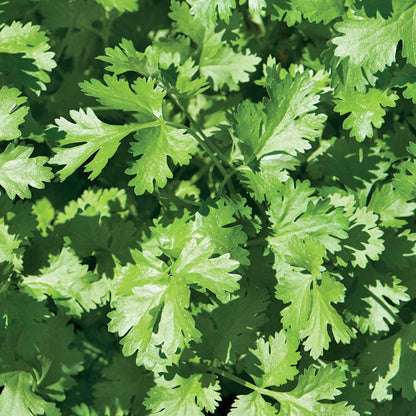 Sow Effortless Collection™ Organic Cilantro Seed Discs Set of 3