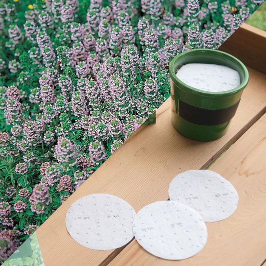 Sow Effortless Collection™ Organic Winter Thyme Seed Discs Set of 3