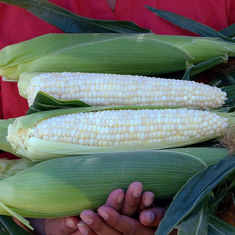 Diamond Mine Hybrid Sweet Corn Seeds – Park Seed