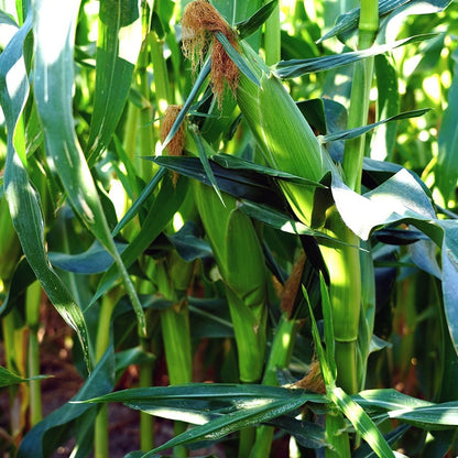 where to buy corn seeds for planting Gold Standard Hybrid Sweet Corn Seeds – Park Seed