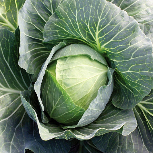 SuperStar Hybrid Cabbage Seeds
