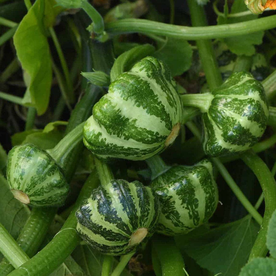 Green Lightning Hybrid Squash Seeds