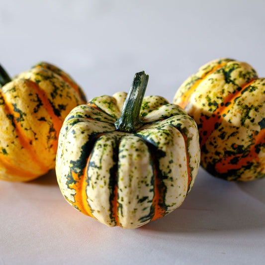Thriller Hybrid Squash Seeds