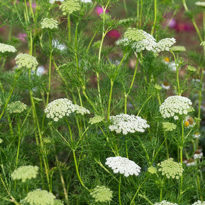 Green Mist Ammi Seeds