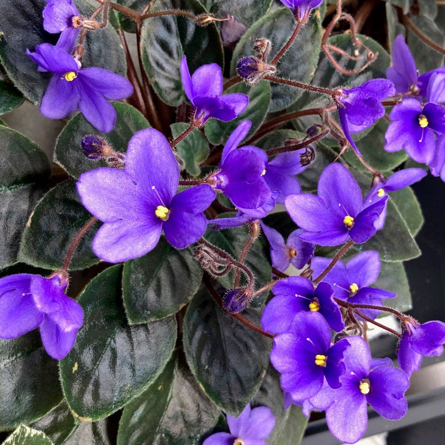 Heirloom African Violet Seeds