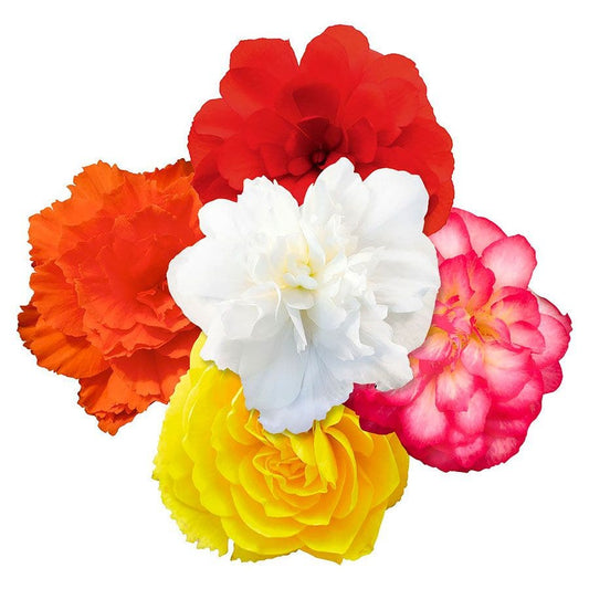 Nonstop® Joy Mix Begonia Seeds