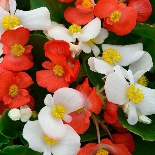 Hula™ Red and White Mix Begonia Seeds