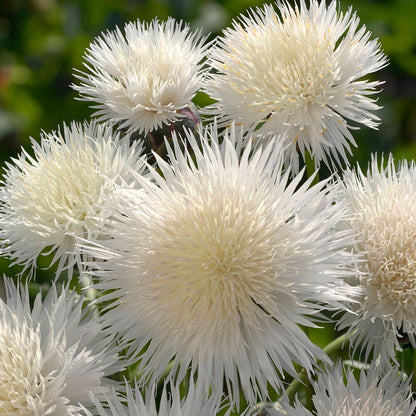 The Bride Cornflower Seeds