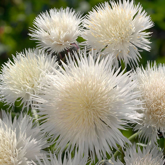 The Bride Cornflower Seeds